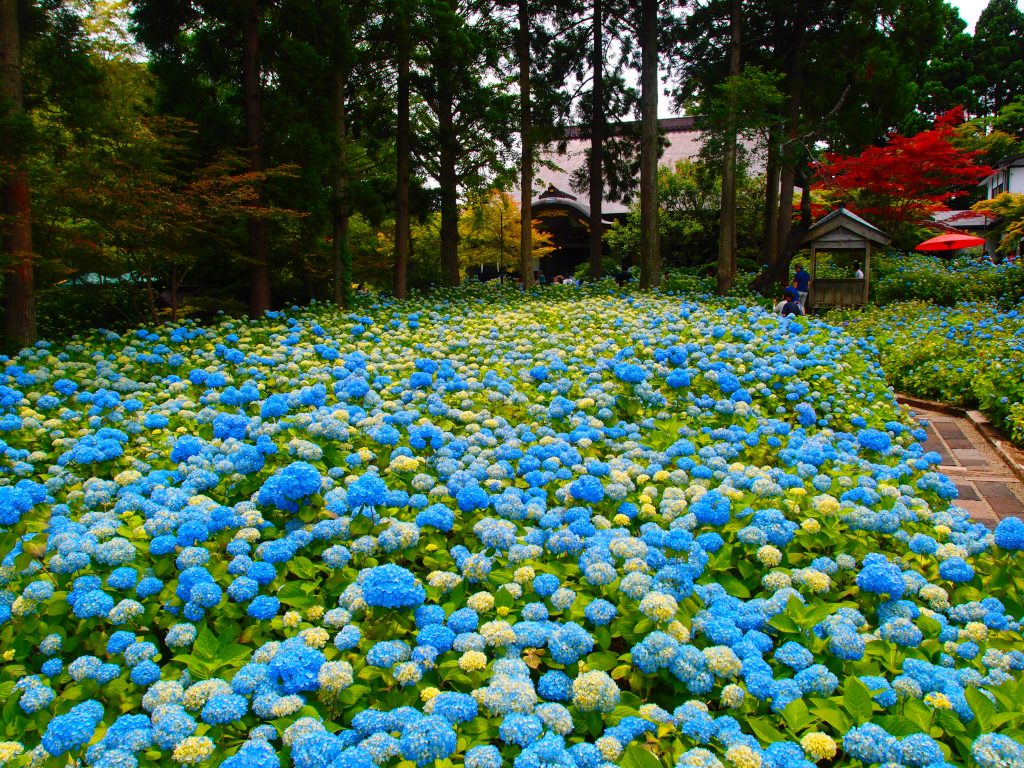 雲昌寺の紫陽花